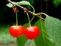 Ripen cherries