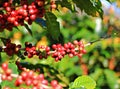 Ripen coffee beans on branch and leaves