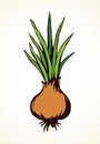 Onion. Vector drawing