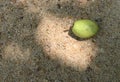 A ripen and fallen Ceylon Olive fruit on the surface of the sandy ground
