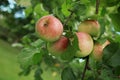 Ripen green apple fruiter Royalty Free Stock Photo