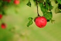 Ripen green apple fruiter Royalty Free Stock Photo