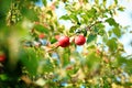 Ripen green apple fruiter Royalty Free Stock Photo