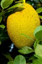 Ripen Jackfruit