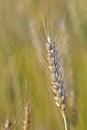 Ripen pod of wheat at an indian farm Royalty Free Stock Photo