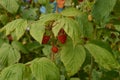 Ripen red raspberries in bush