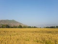 Ripen rice crop scenic view
