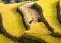 Ripen rice terraced fields at harvest time in Mu Cang Chai, Vietnam. Royalty Free Stock Photo