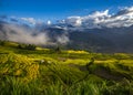 Ripen rice terraced fields.