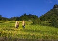 Ripen rice terraced fields.