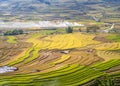 Ripen rice terraced fields.