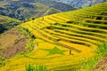 Ripen rice terraces in Mu Cang Chai,