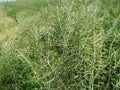 Ripen seeds of masturd plants in Punjab Pakistan Royalty Free Stock Photo