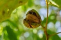 Ripen walnuts in the tree Royalty Free Stock Photo