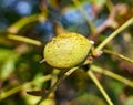 Ripen walnuts in the tree Royalty Free Stock Photo