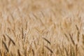 Ripen wheat field