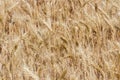 Ripen wheat field