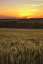 Ripen wheat field