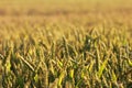 Ripen wheat in the field near harves