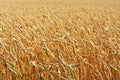 Ripened Agricultural Wheat Field Royalty Free Stock Photo