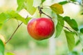 Ripened apple on a branch with leaves in the sun. Macro, copy space Royalty Free Stock Photo