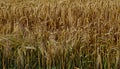 Ripened barley on early summer Royalty Free Stock Photo