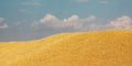 Ripened barley grain lies in a  heap under the sun on the farm, concept - crop 2020 Royalty Free Stock Photo