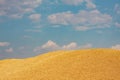 Ripened barley grain lies in a  heap under the sun on the farm, concept - crop 2020 Royalty Free Stock Photo