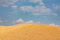 Ripened barley grain lies in a  heap under the sun on the farm, concept - crop 2020 Royalty Free Stock Photo