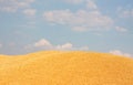 Ripened barley grain lies in a  heap under the sun on the farm, concept - crop 2020 Royalty Free Stock Photo