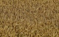 Ripened barley Royalty Free Stock Photo