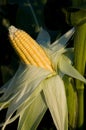 The ripened corn