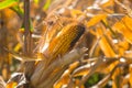 Ripened corn cob