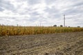 Ripened corn on the field. Almost dry stems of corn. Royalty Free Stock Photo