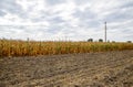 Ripened corn on the field. Almost dry stems of Royalty Free Stock Photo