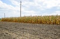 Ripened corn on the field. Almost dry stems of Royalty Free Stock Photo