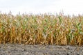 Ripened corn on the field. Almost dry stems of Royalty Free Stock Photo