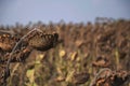 Ripened dry sunflowers in the autumn feld against blue sky concept death for the sake of the futureh