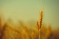 On ripened earing yellow dry wheat crawling ladybug on a field Royalty Free Stock Photo