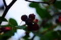 The ripened fruits of shadberry on a branch