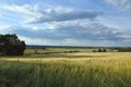 Ripened grain with cloudy sky