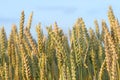 Ripened grain ready for harvest