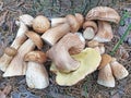 Ripened porcini on the forest floor Royalty Free Stock Photo