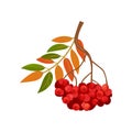 Ripened red berries rowan. Natural seasonal harvest.