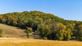 Ripened soybeans in a field with fall leaves in background Royalty Free Stock Photo