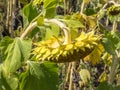 Sunflower ripening