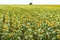 Ripened sunflowers in southern Bulgaria Royalty Free Stock Photo