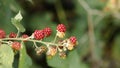 Ripened and unripe blackberries (Rubus fruticosus) in a forest Royalty Free Stock Photo