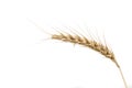 Ripened wheat ear on white background
