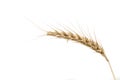 Ripened wheat ear on white background Royalty Free Stock Photo